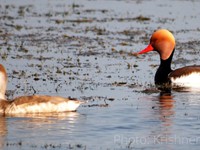 Red-crested Pochard