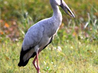 Asian Openbill