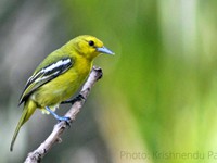 Common Iora