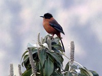 Rufous Sibia