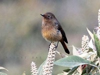 Rufous-breasted Bush-robin female