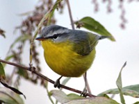 Grey hooded warbler