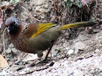 Chestnut-crowned Laughingthrush