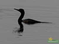 Little Cormorant