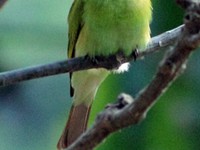 Green Bee Eater