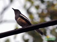 Oriental Magpie-Robin