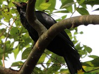 Asian Koel