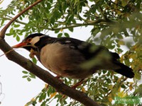 Pied Myna