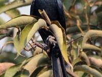 Bronzed Drongo