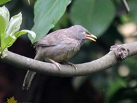 Jungle Babbler