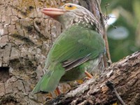 White Cheeked Green Barbet