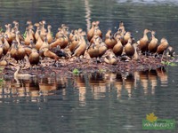 Whistling Duck