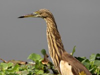 Indian Pond Heron