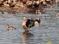 Whistling Duck