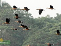 Whistling Duck