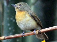 Rufous Flycatcher