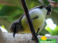 Female Rumped SinBird