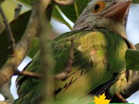 White Cheeked Green Barbet