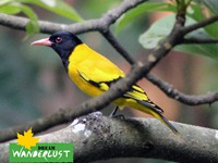 Black-hooded Oriole