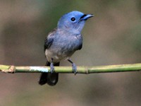 Monarch Flycatcher