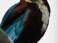 White-throated Kingfisher