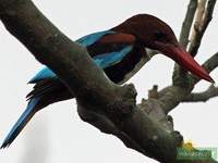 White-throated Kingfisher