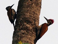 Black-rumped Flameback - male and female