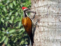 Black-rumped Flameback male