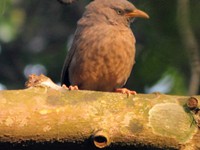 Jungle Babbler