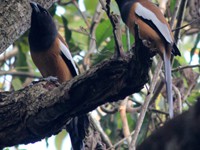 Rufous Treepie