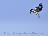 Pied Kingfisher