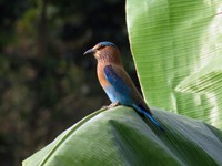 Indian Roller