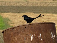 Bronzed Drongo