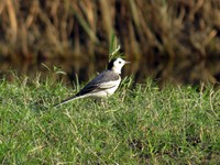 White Wagtail