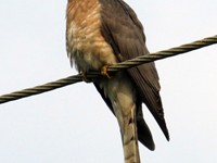 Common Hawk Cuckoo