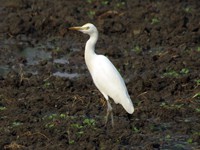 Little Egret