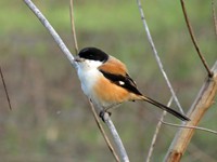 Long-tailed Shrike