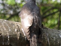 Common Hawk Cuckoo