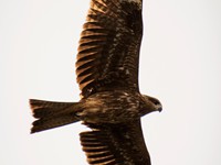 Black Kite