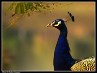 Peafowl