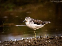 Wood Sandpiper