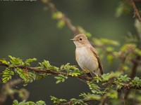 Bushchat