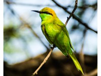 Green Bee Eater