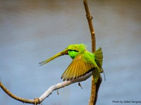 Green Bee Eater