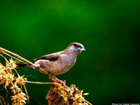 Indian Silverbill