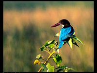 White throated kingfisher