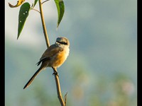 Long Tailed Shrike