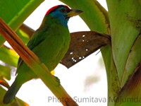 Blue-throated Barbet 