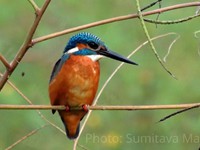 Common Kingfisher