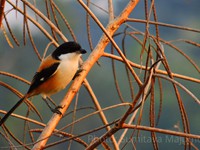 Long-tailed Shrike (tricolor)